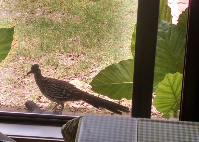 Roadrunner on windowsill
